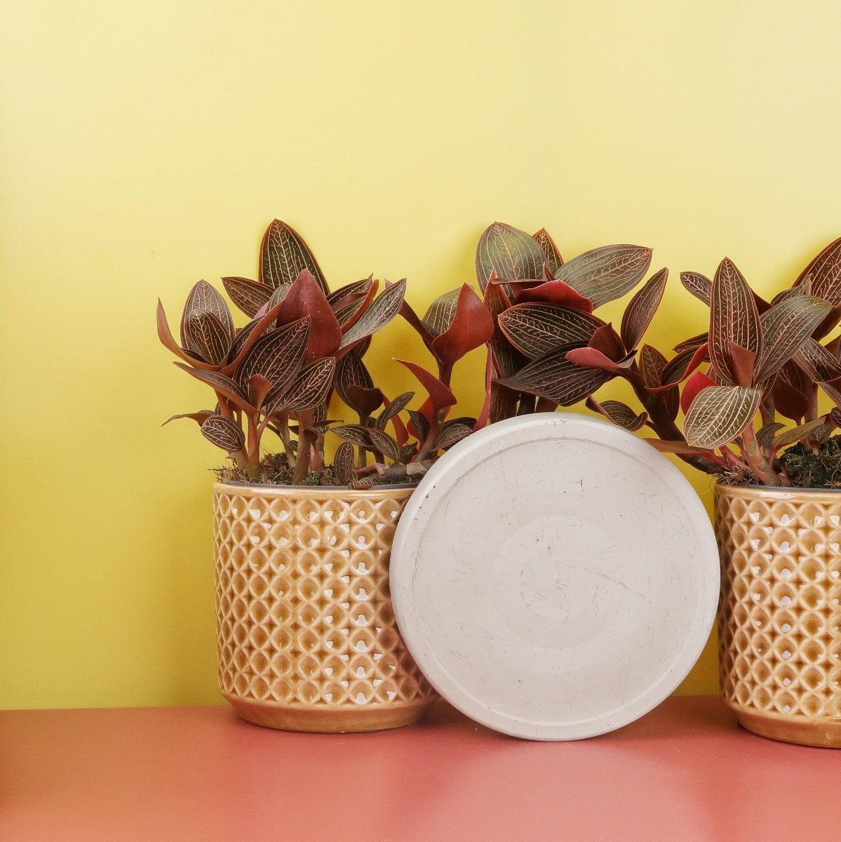 Jewel Orchid Spiderman Red mit gesprenkelten Blättern