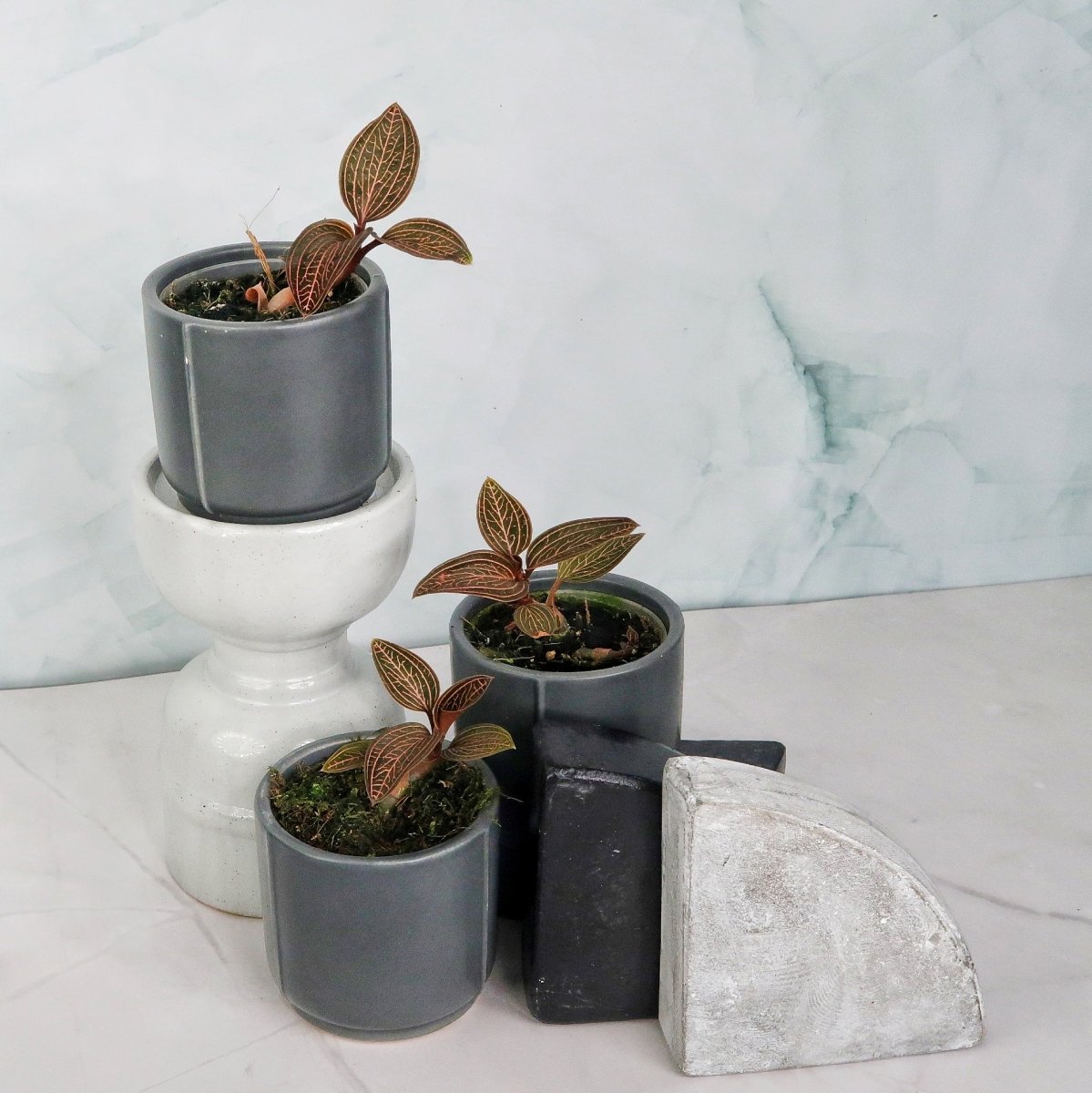 Jewel Orchid Spiderman Red – Ansicht 10