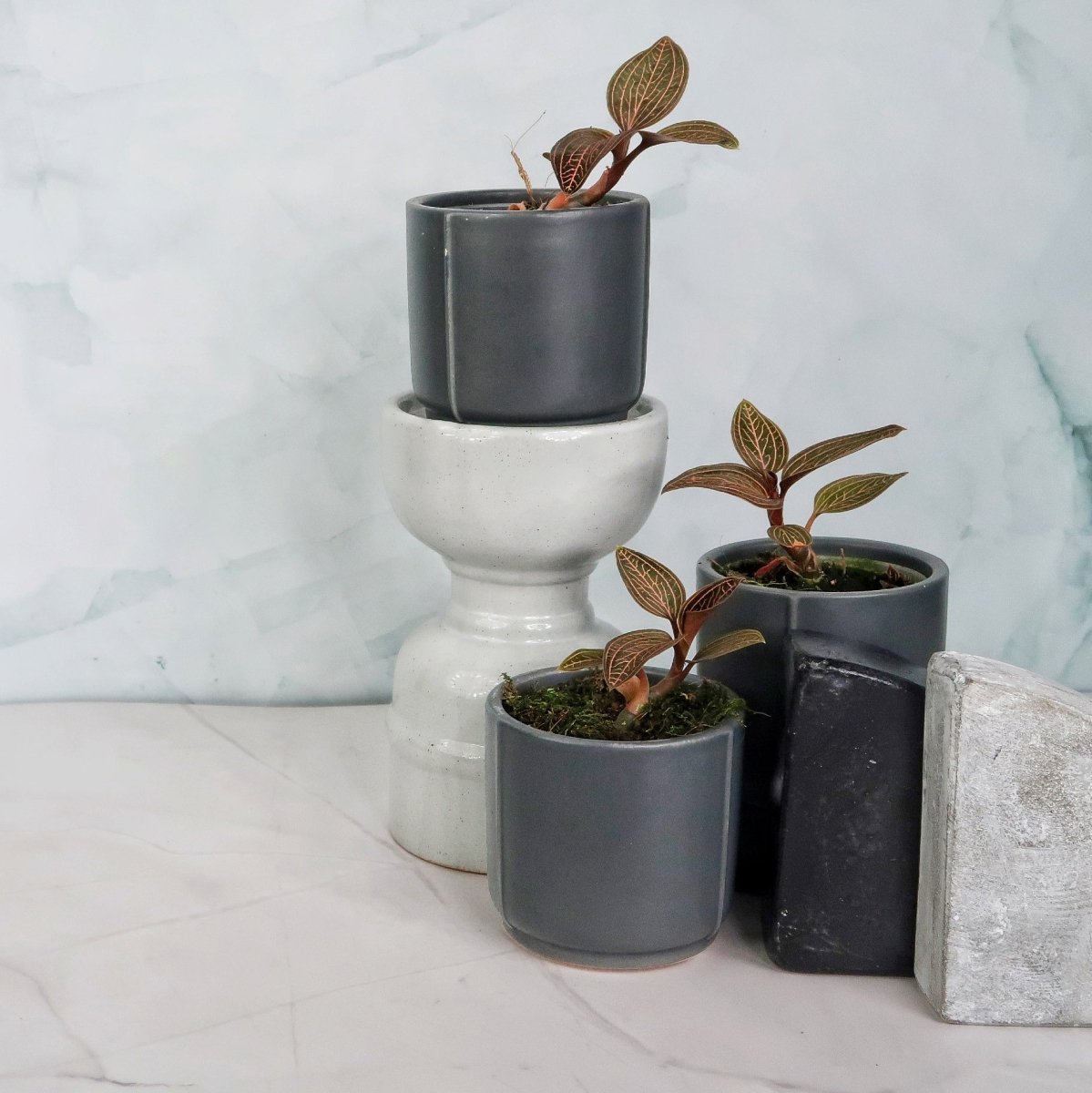 Jewel Orchid Spiderman Red – Ansicht 8