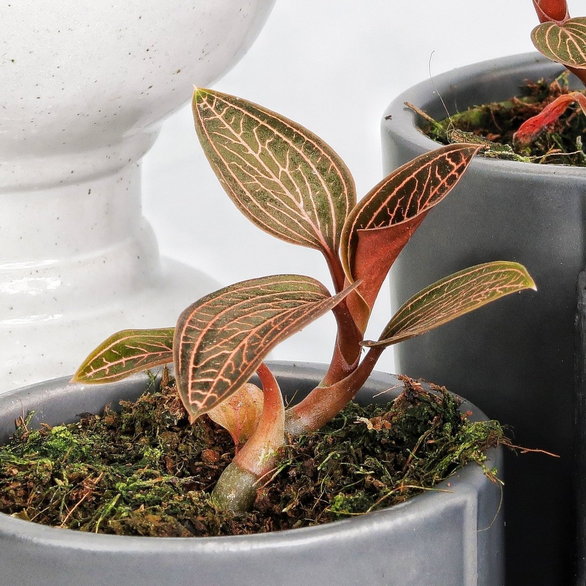 Jewel Orchid Spiderman Red – Ansicht 9