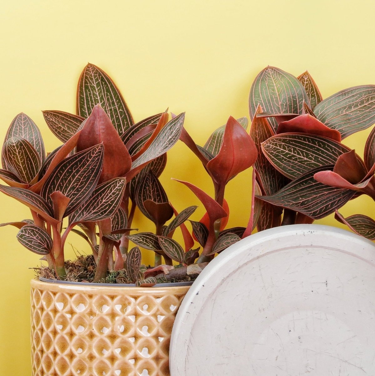 Jewel Orchid Spiderman Red – kompakter Wuchs