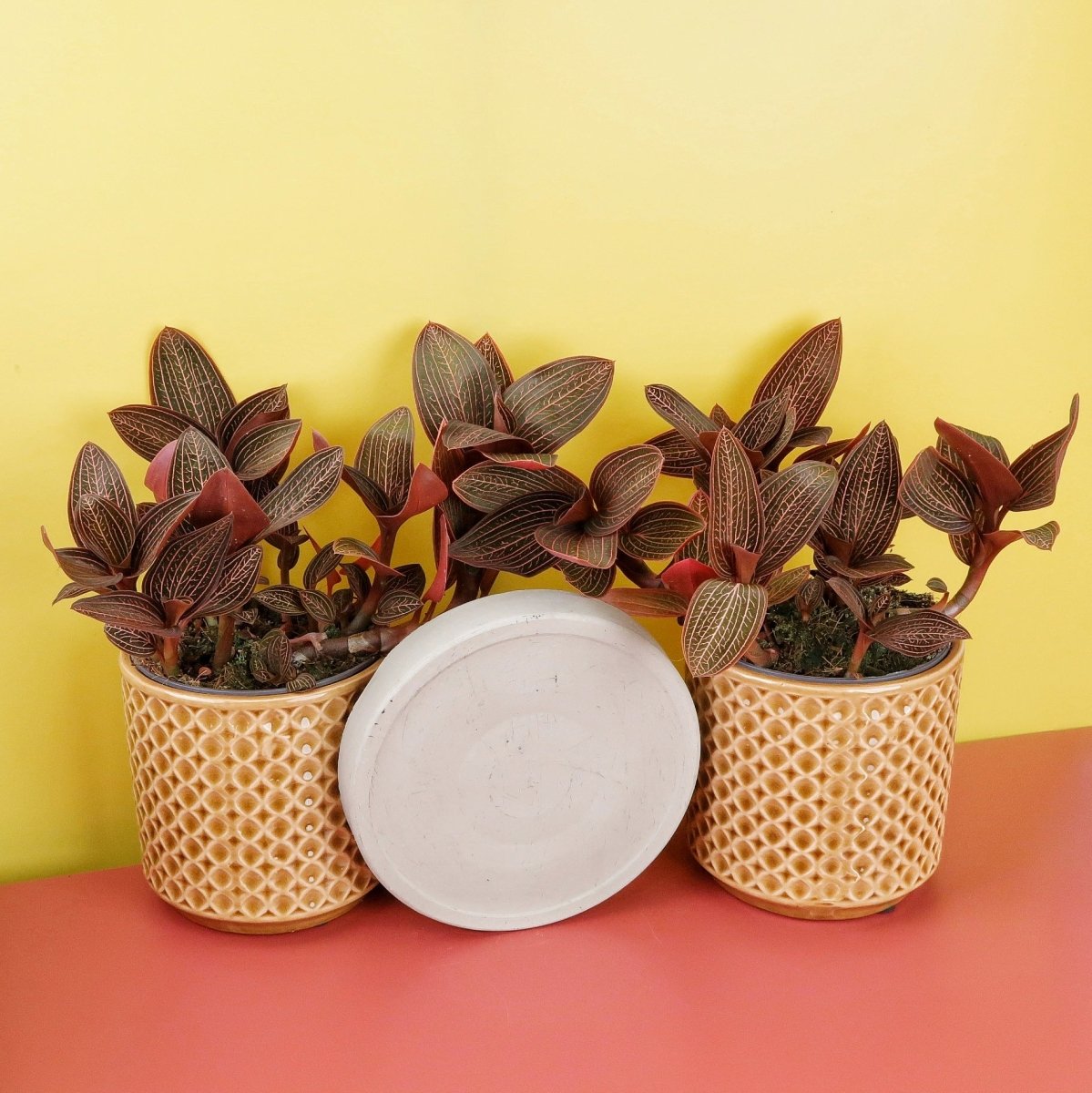 Jewel Orchid Spiderman Red in den Varianten Klein und Normal