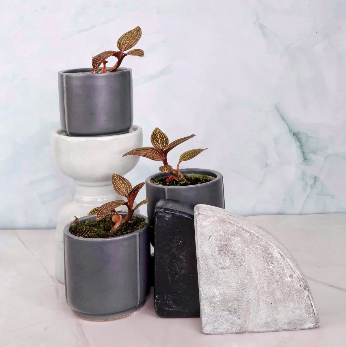 Jewel Orchid Spiderman Red – einzigartige Färbung