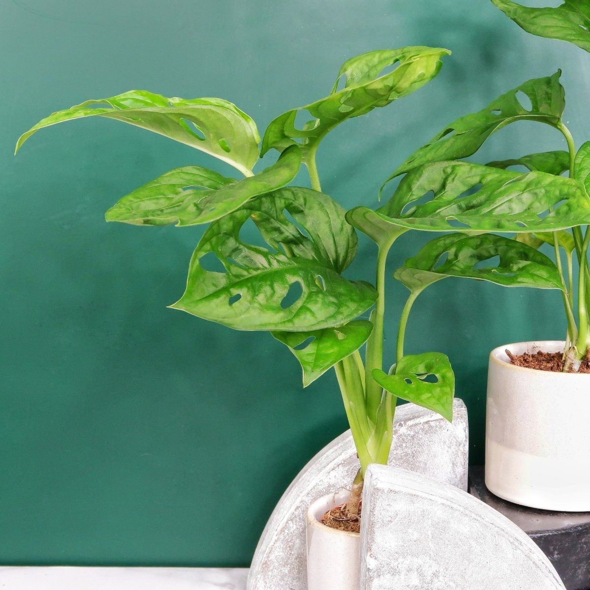 Monstera Adansonii – filigraner, leichter Wuchs