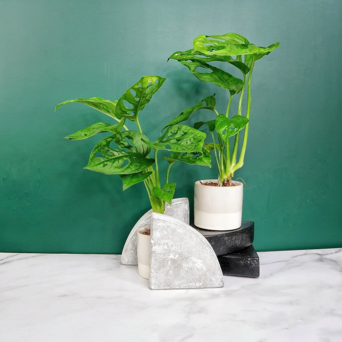 Monstera Adansonii – Zimmerpflanze mit durchbrochenen Blättern – potflourri
