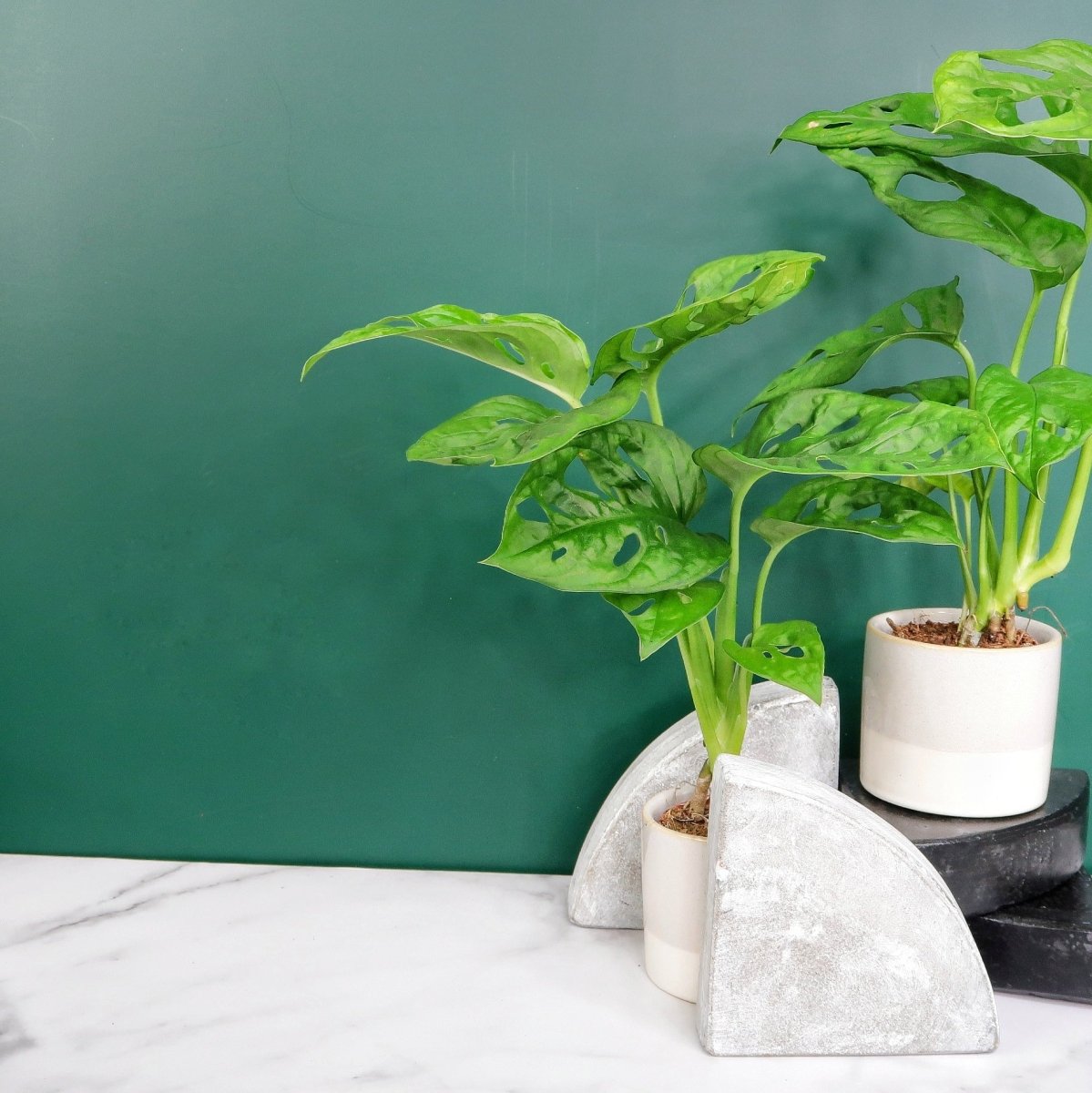 Monstera Adansonii, typische Blattlöcher (Fenestrationen)