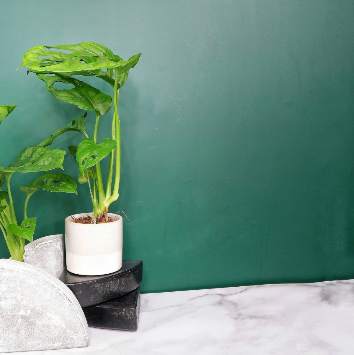 Monstera Adansonii – tropisches Flair