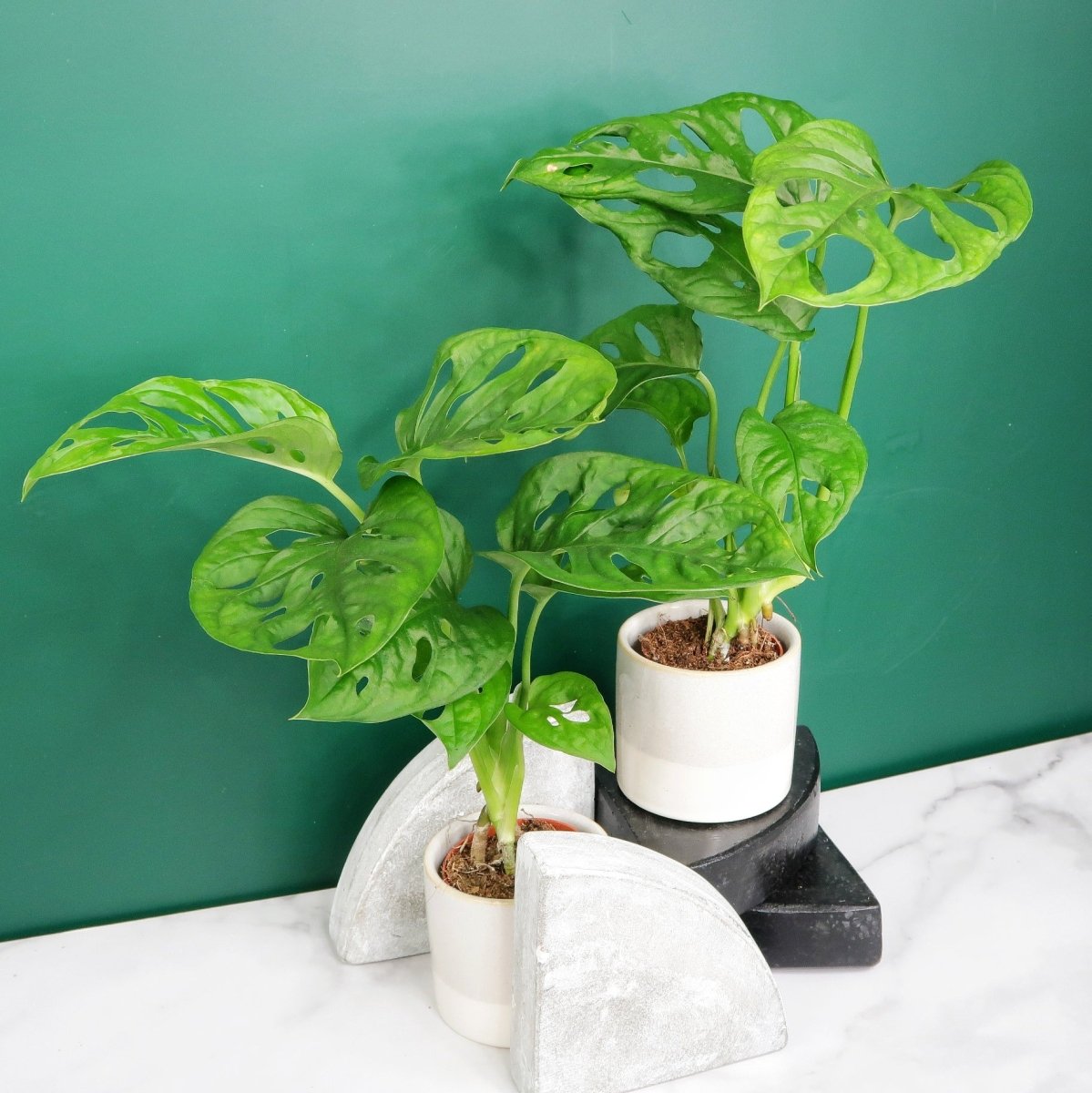 Monstera Adansonii, rankende Triebe