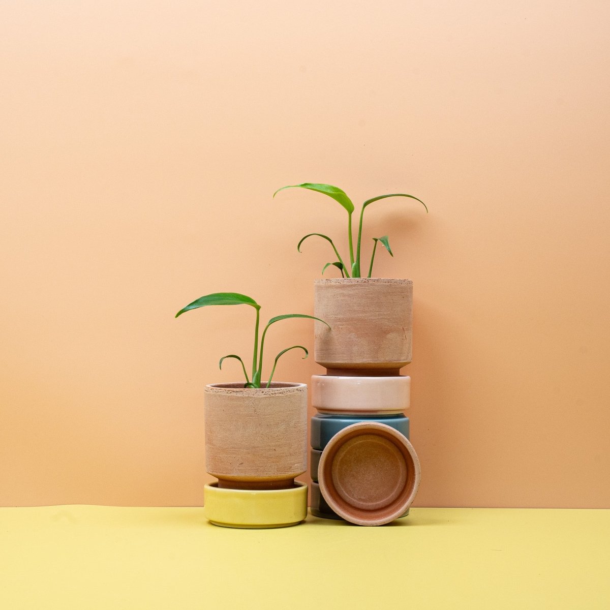 Monstera Burle Marx Flame im Kulturtopf, Topf-Ø 6, 12 oder 14 cm – potflourri