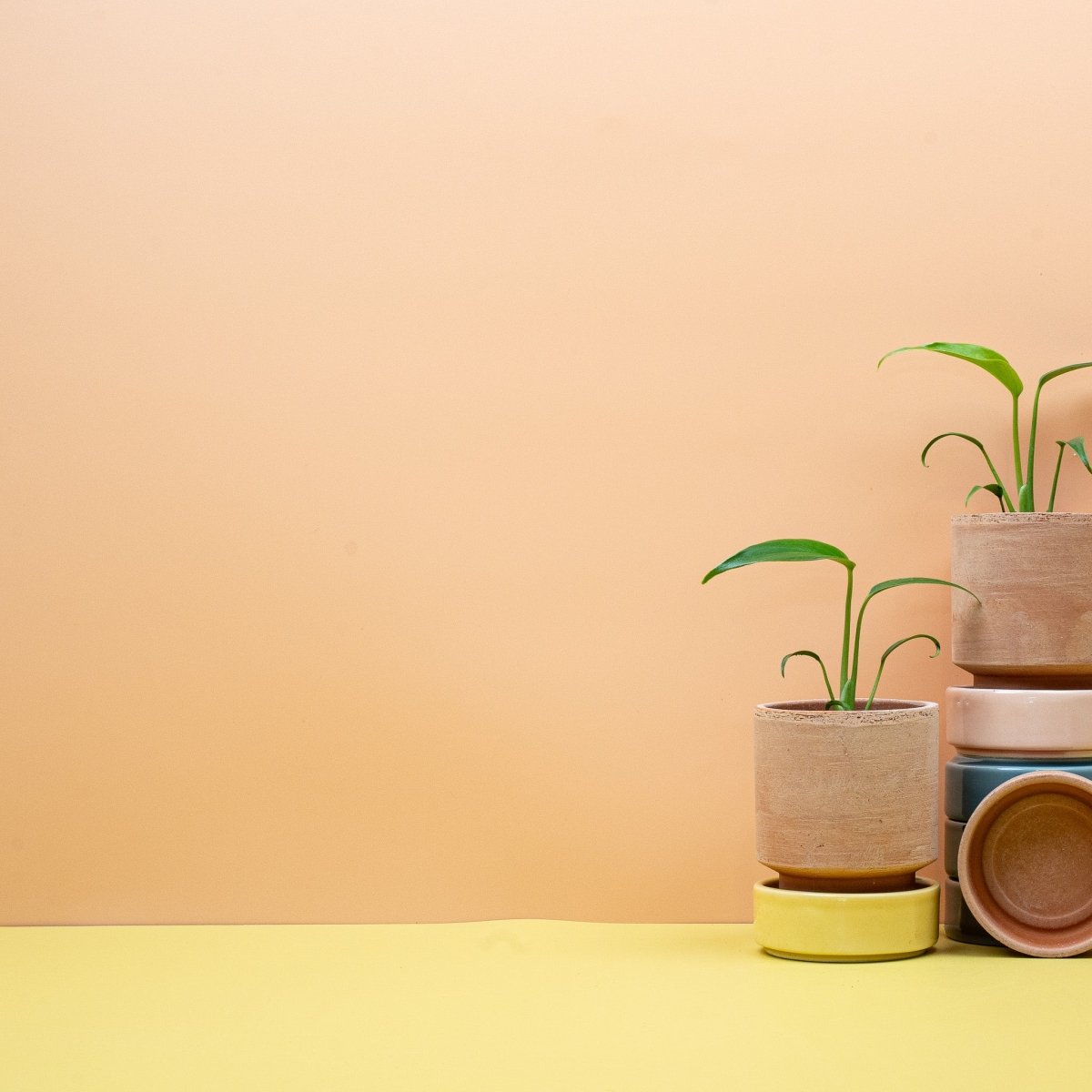 Monstera Burle Marx Flame – kletternde Aracee aus der Familie Araceae – potflourri
