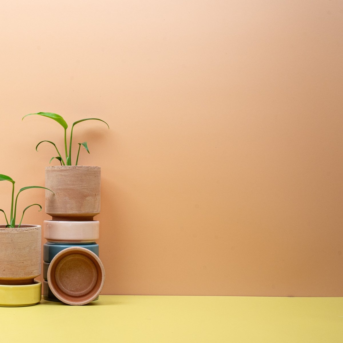 Monstera Burle Marx Flame – tief eingeschnittenes Blatt mit schmalen Segmenten – potflourri