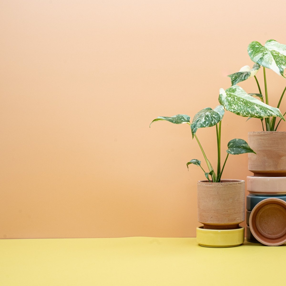 Monstera Creme Brulee, kunstvolle Musterung