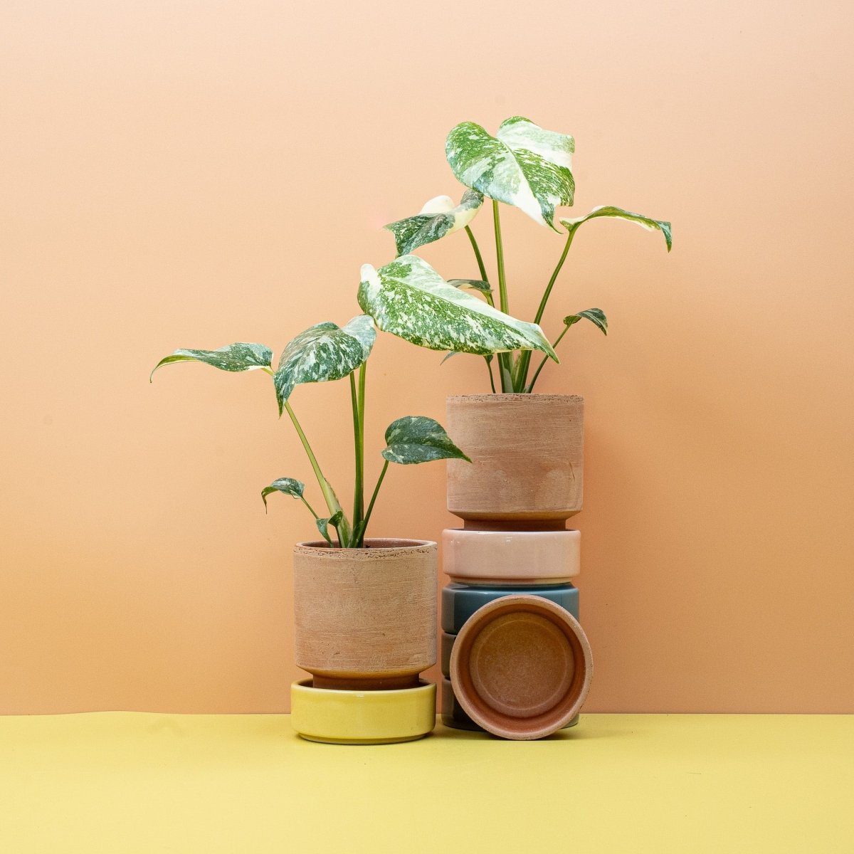 Monstera Creme Brulee, dekorative Erscheinung
