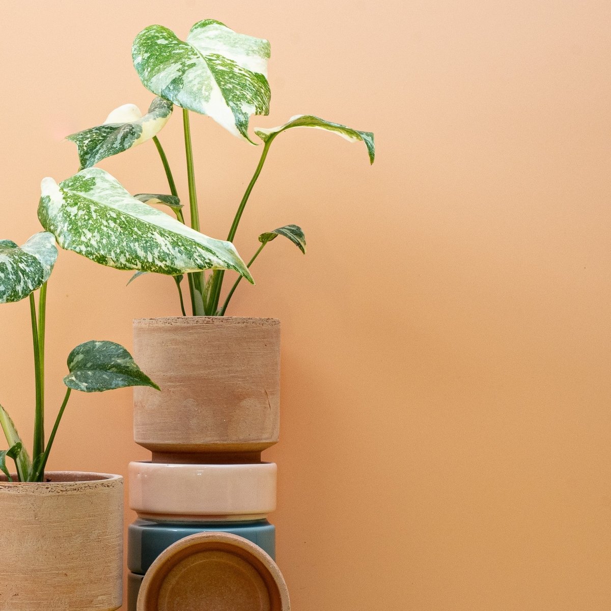 Monstera Creme Brulee im Detail