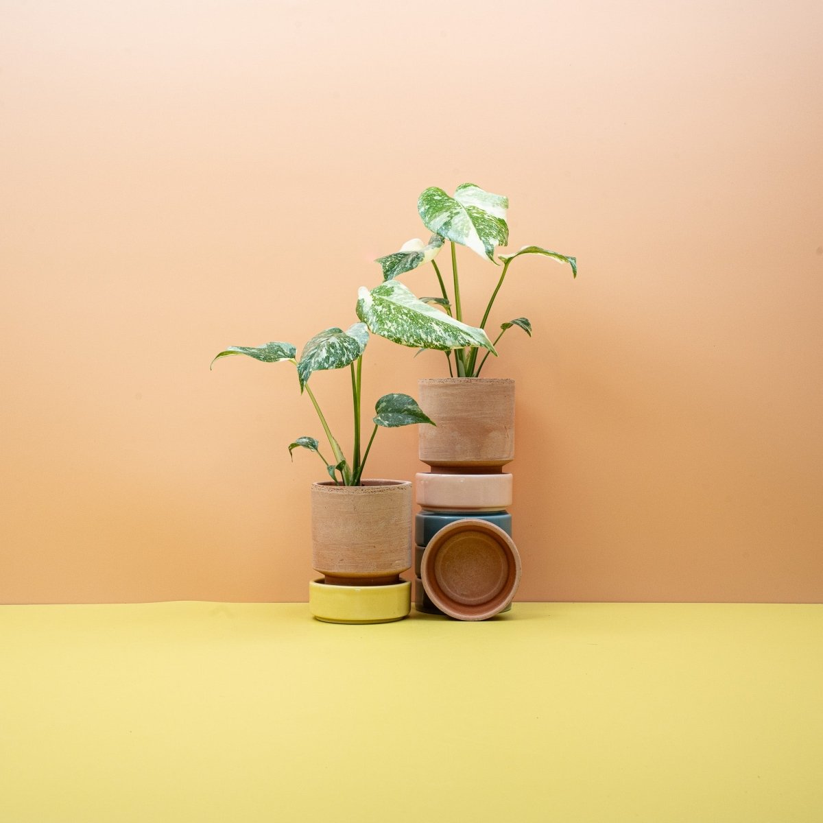 Monstera Creme Brulee, Creme- und Grüntöne – potflourri