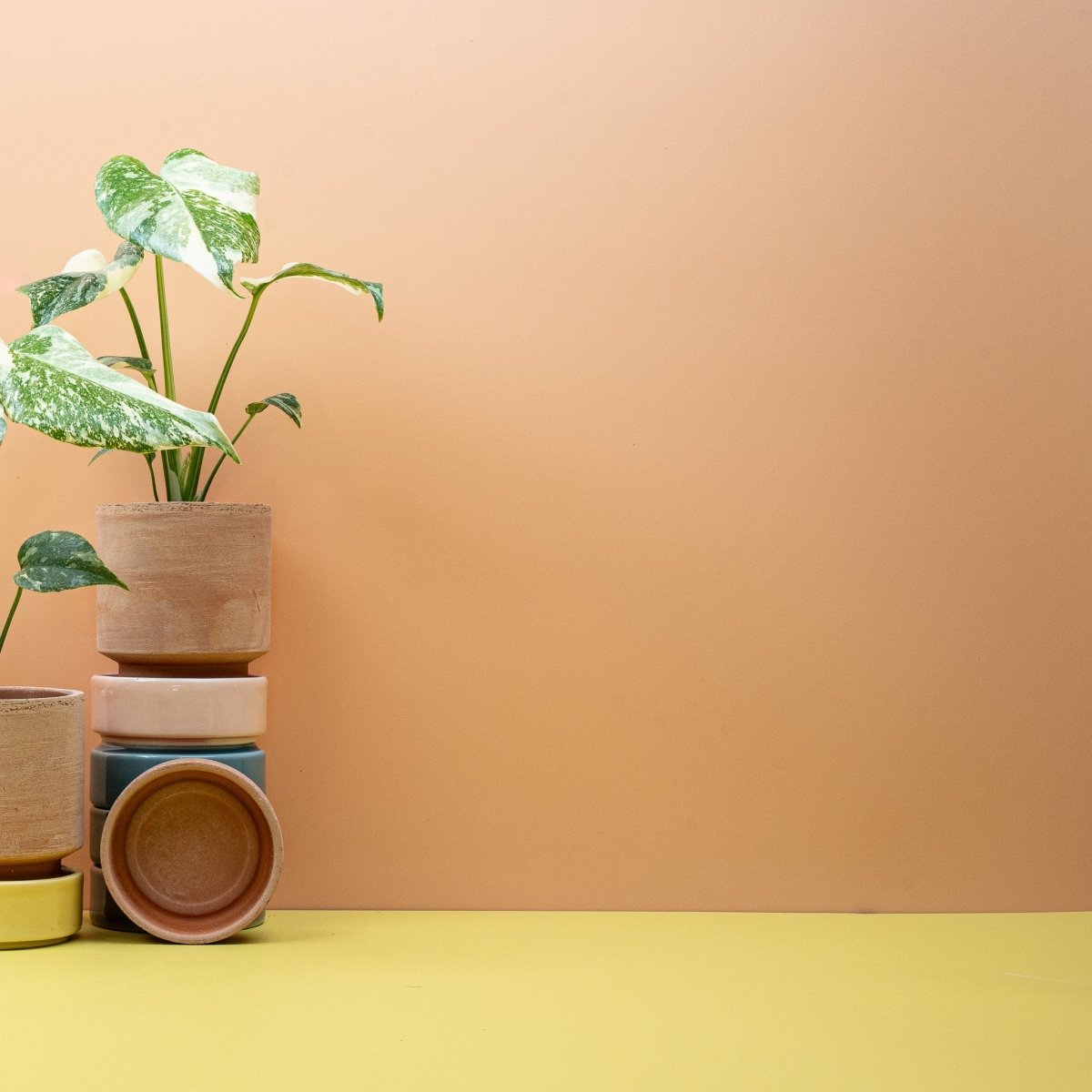 Monstera Creme Brulee, tief eingeschnittene Blätter