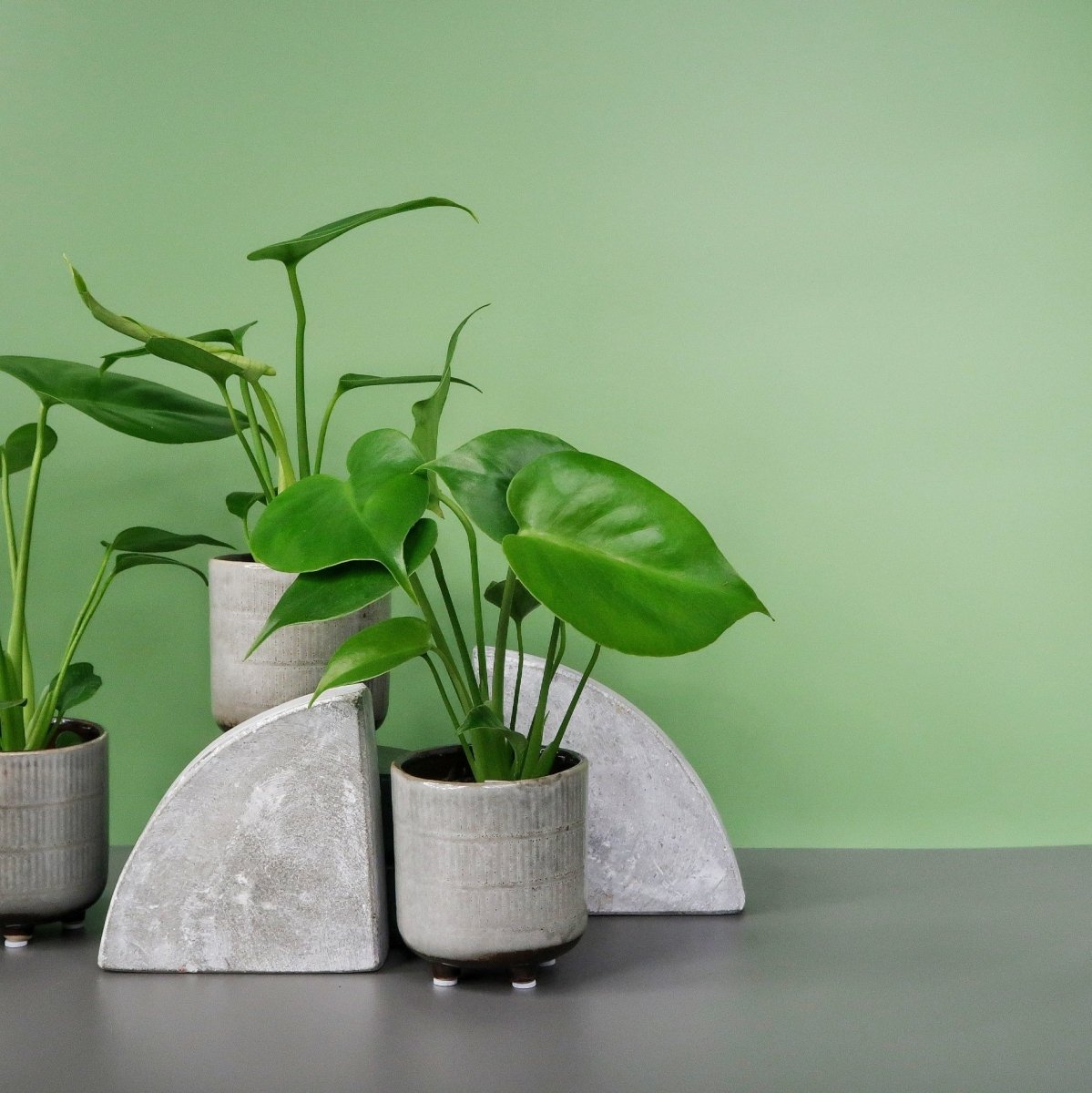 Monstera Deliciosa – kräftige Wuchskraft