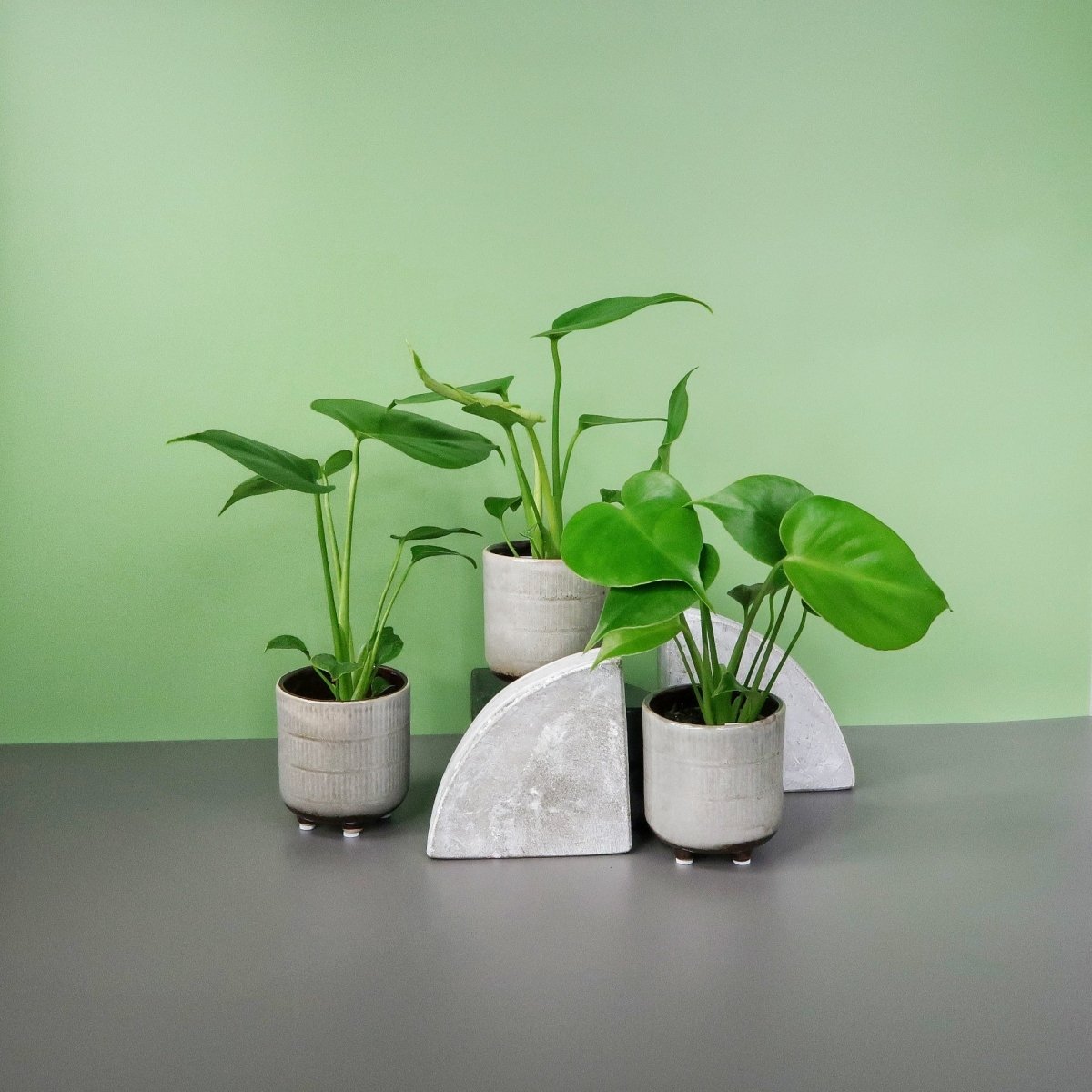 Monstera Deliciosa – Zimmerpflanze mit geschlitzten Blättern – potflourri