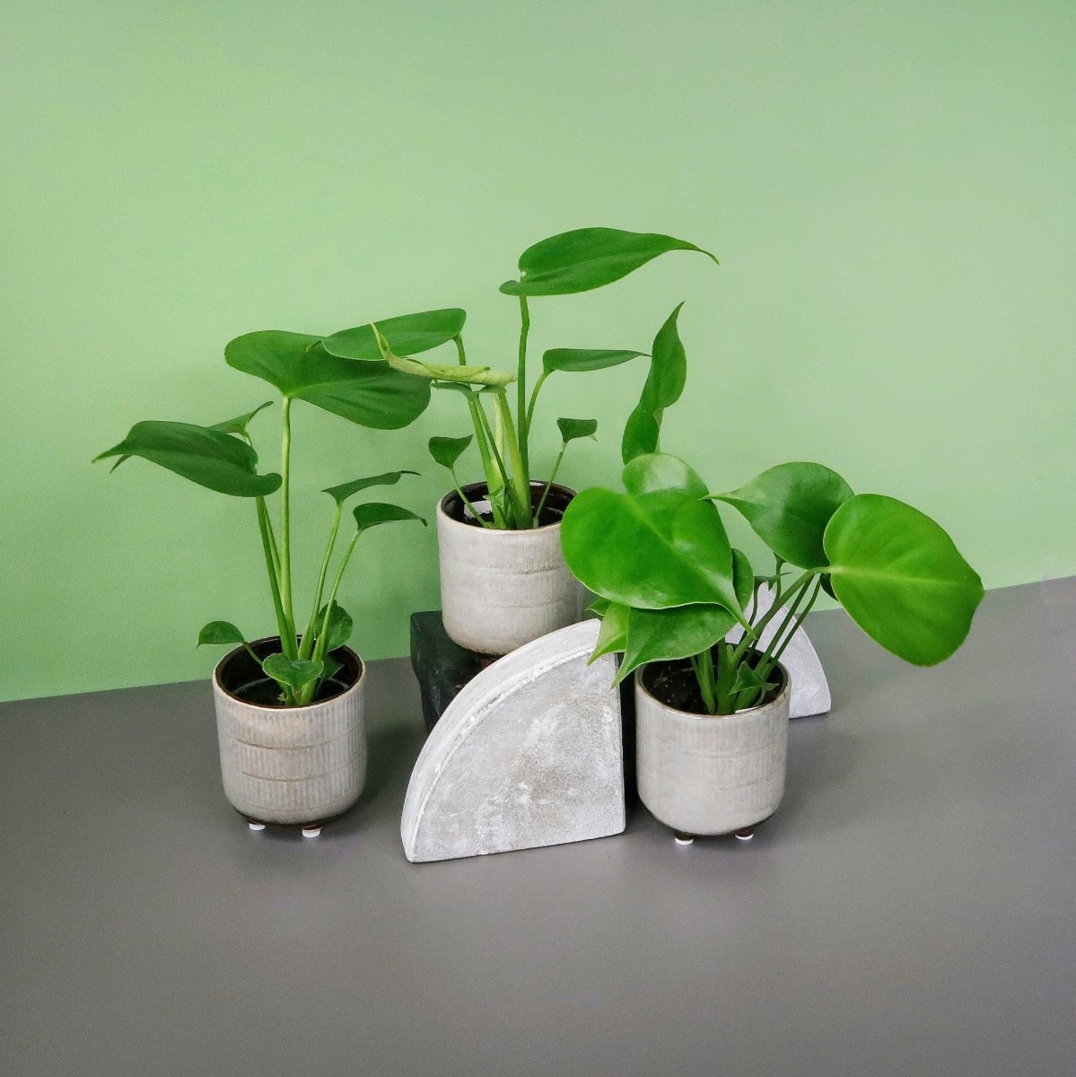 Monstera Deliciosa, luftreinigende Eigenschaften