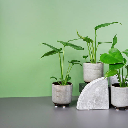 Monstera Deliciosa – Zimmerpflanze mit geschlitzten Blättern – potflourri