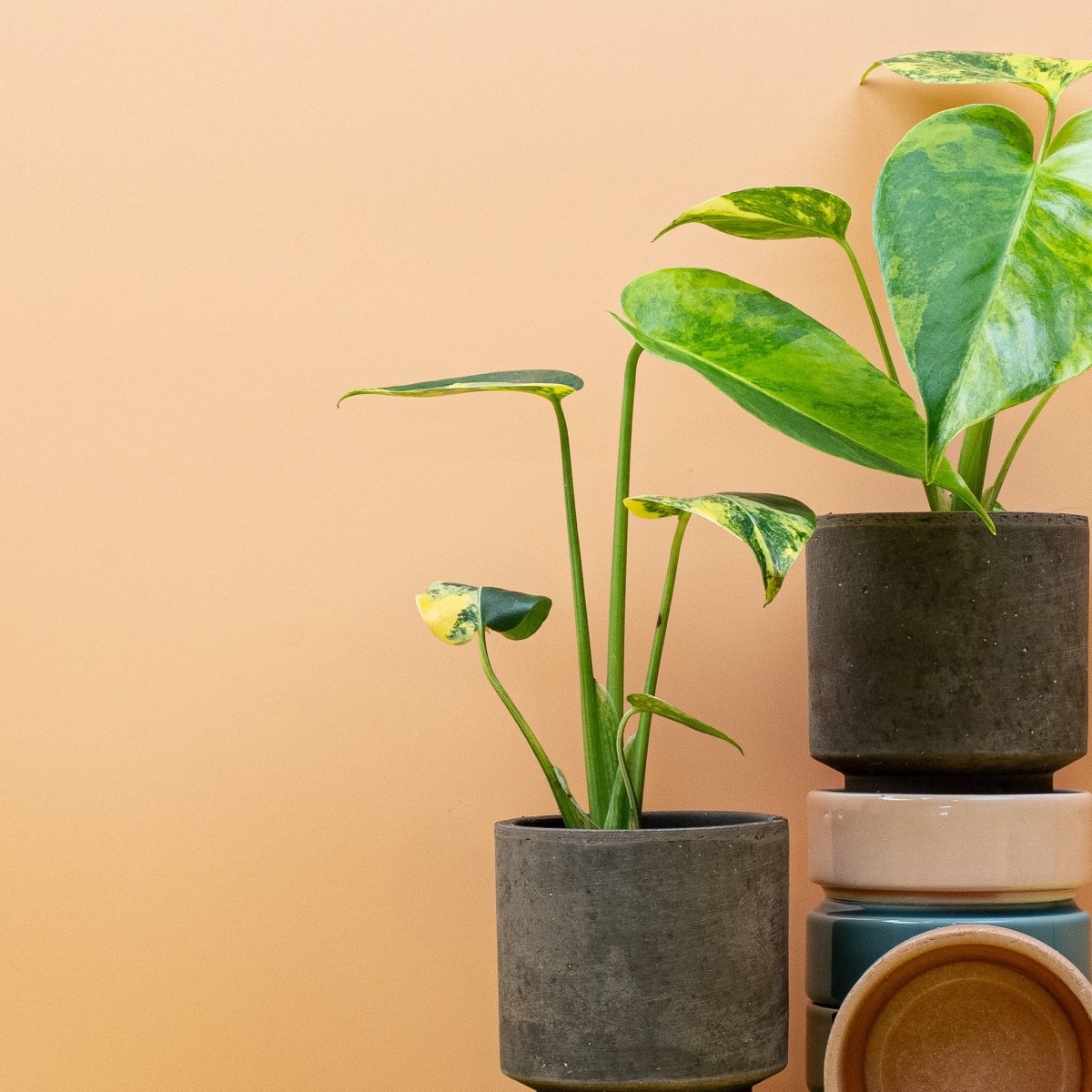 Monstera Deliciosa Variegata Aurea – Ansicht 10, Wuchsform