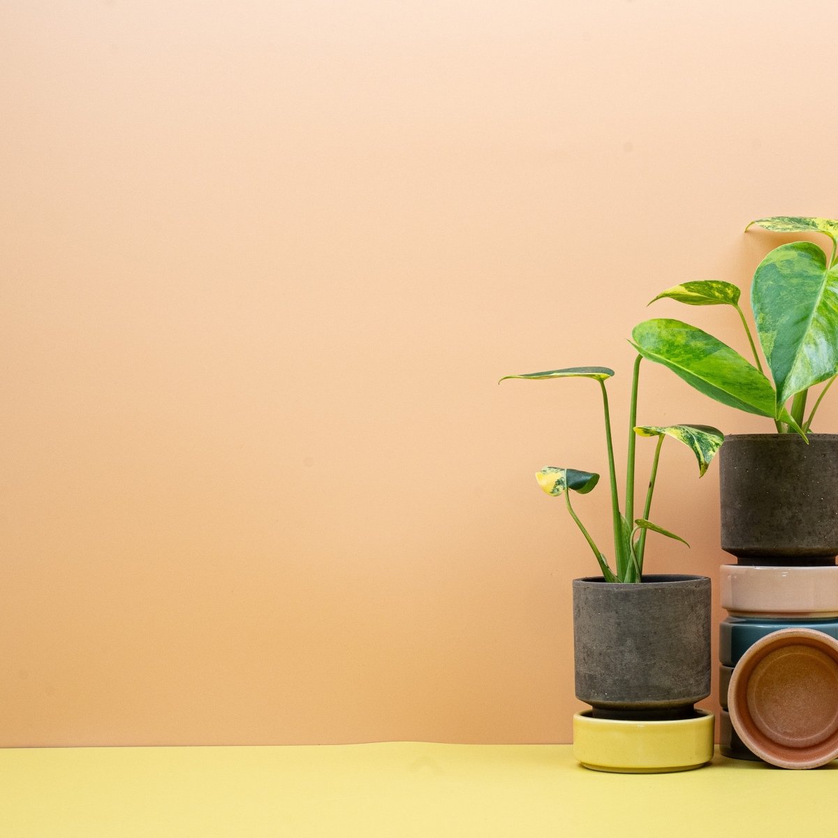 Monstera Deliciosa Variegata Aurea – Ansicht 7, junges Blatt