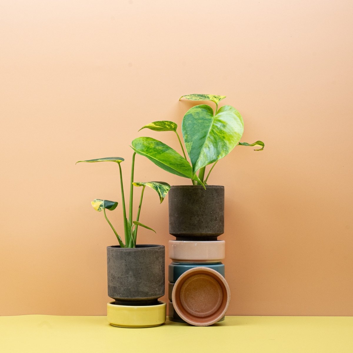 Monstera Deliciosa Variegata Aurea – Ansicht 9, im Topf
