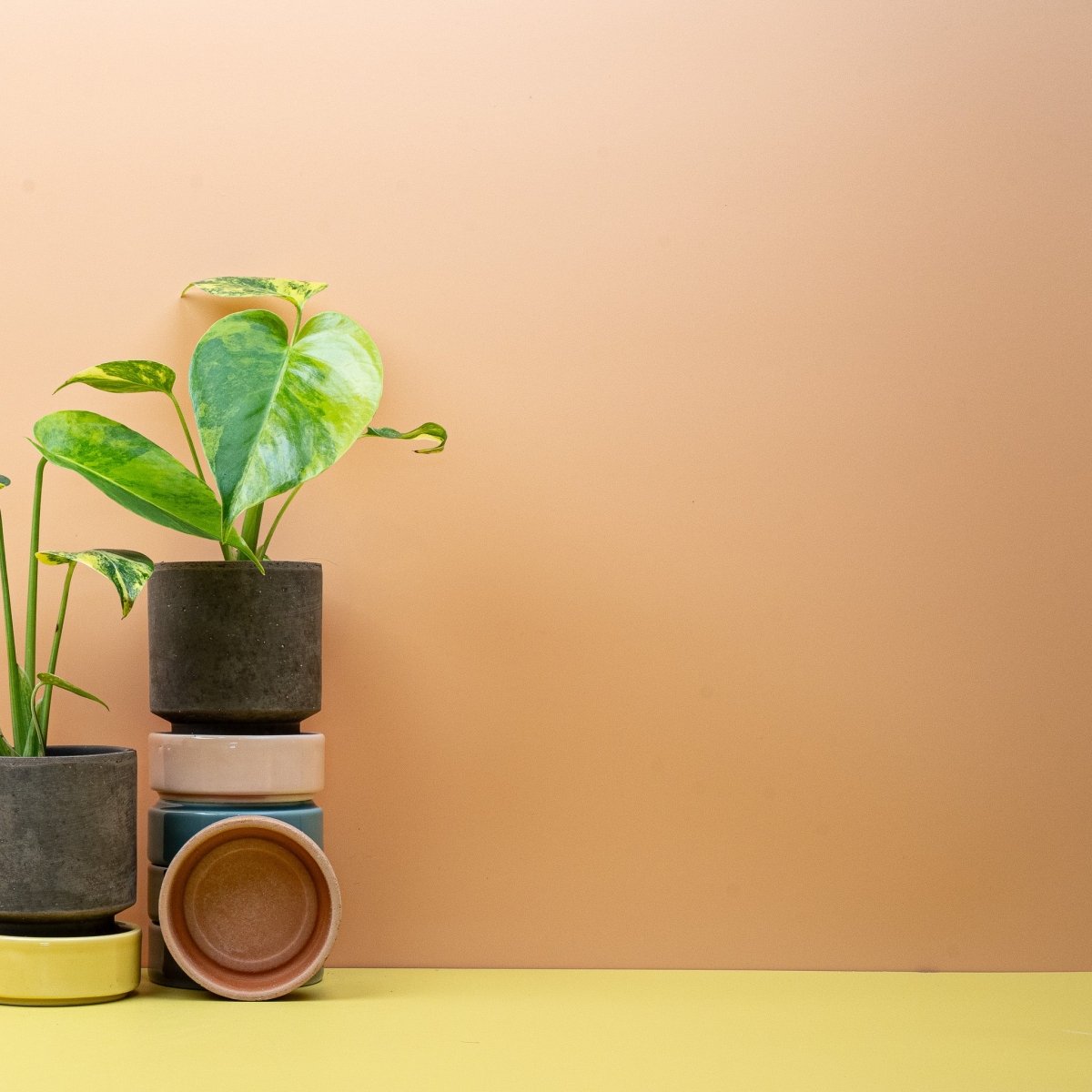 Monstera Deliciosa Variegata Aurea – Ansicht 8, Gesamtwuchs
