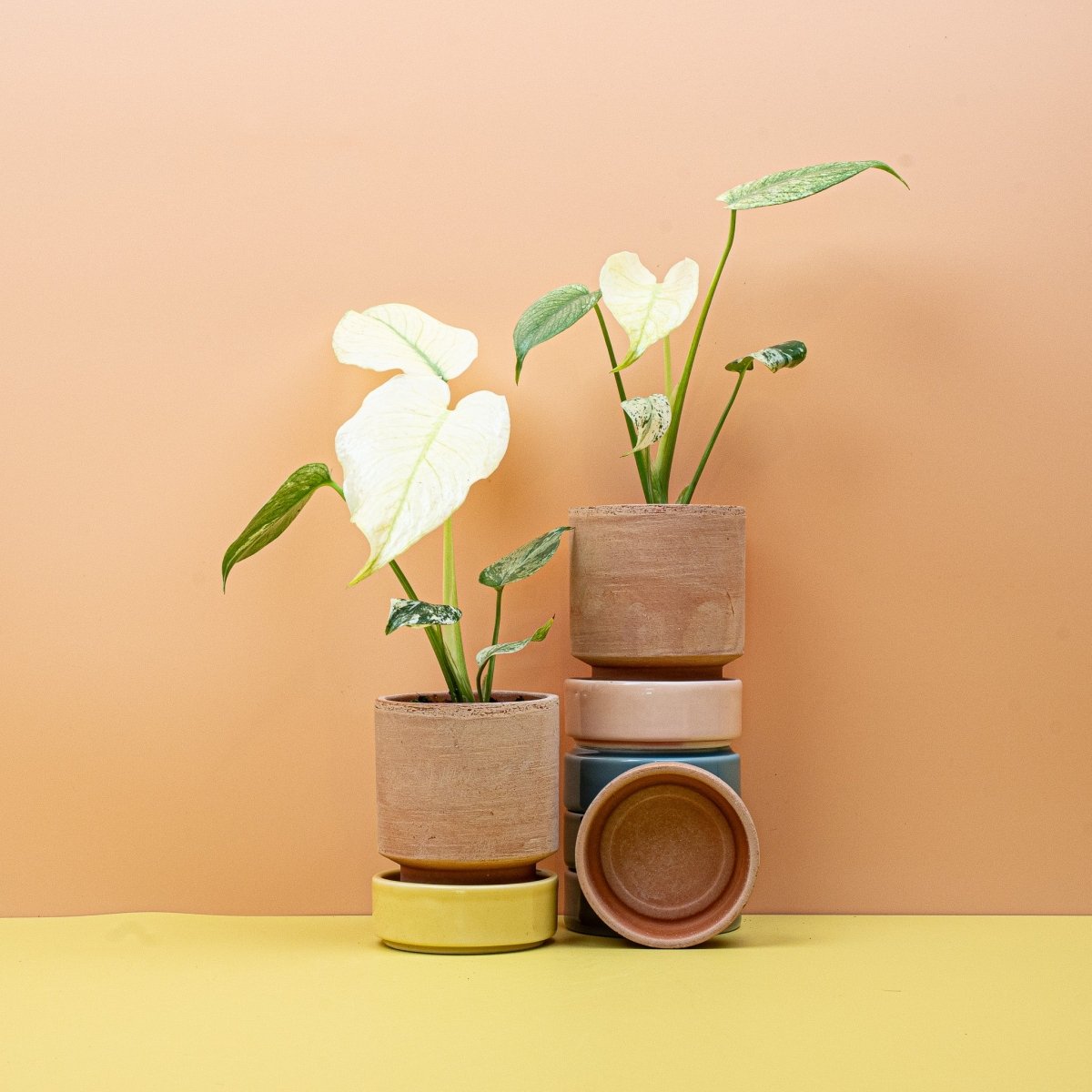 Monstera Deliciosa Variegata Mint, seltene Sammlerpflanze