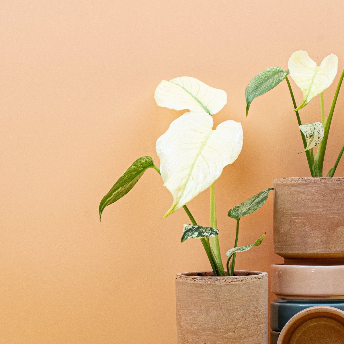 Monstera Deliciosa Variegata Mint, Gesamtansicht der Pflanze