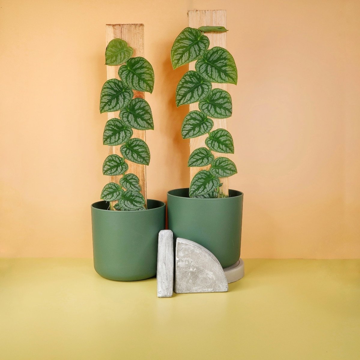 Monstera Dubia – Zimmerpflanze mit silberner Musterung – potflourri