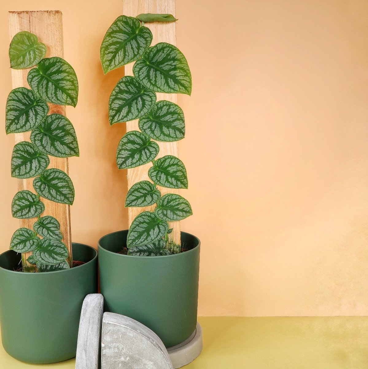 Monstera Dubia – kletternder Wuchs