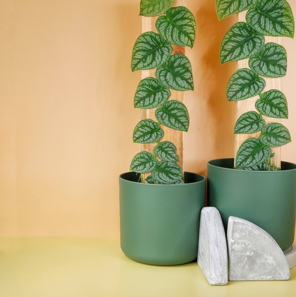Monstera Dubia, herzförmige grüne Blätter