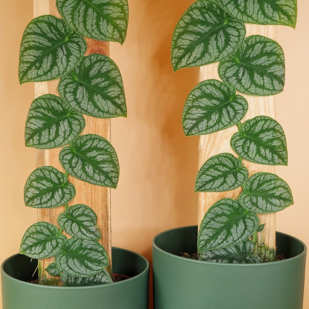 Monstera Dubia, symmetrische Silbermusterung