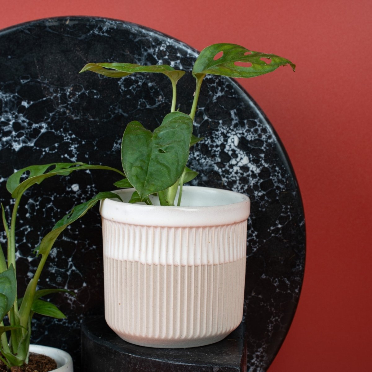 Monstera Esqueleto, Blattstruktur im Detail