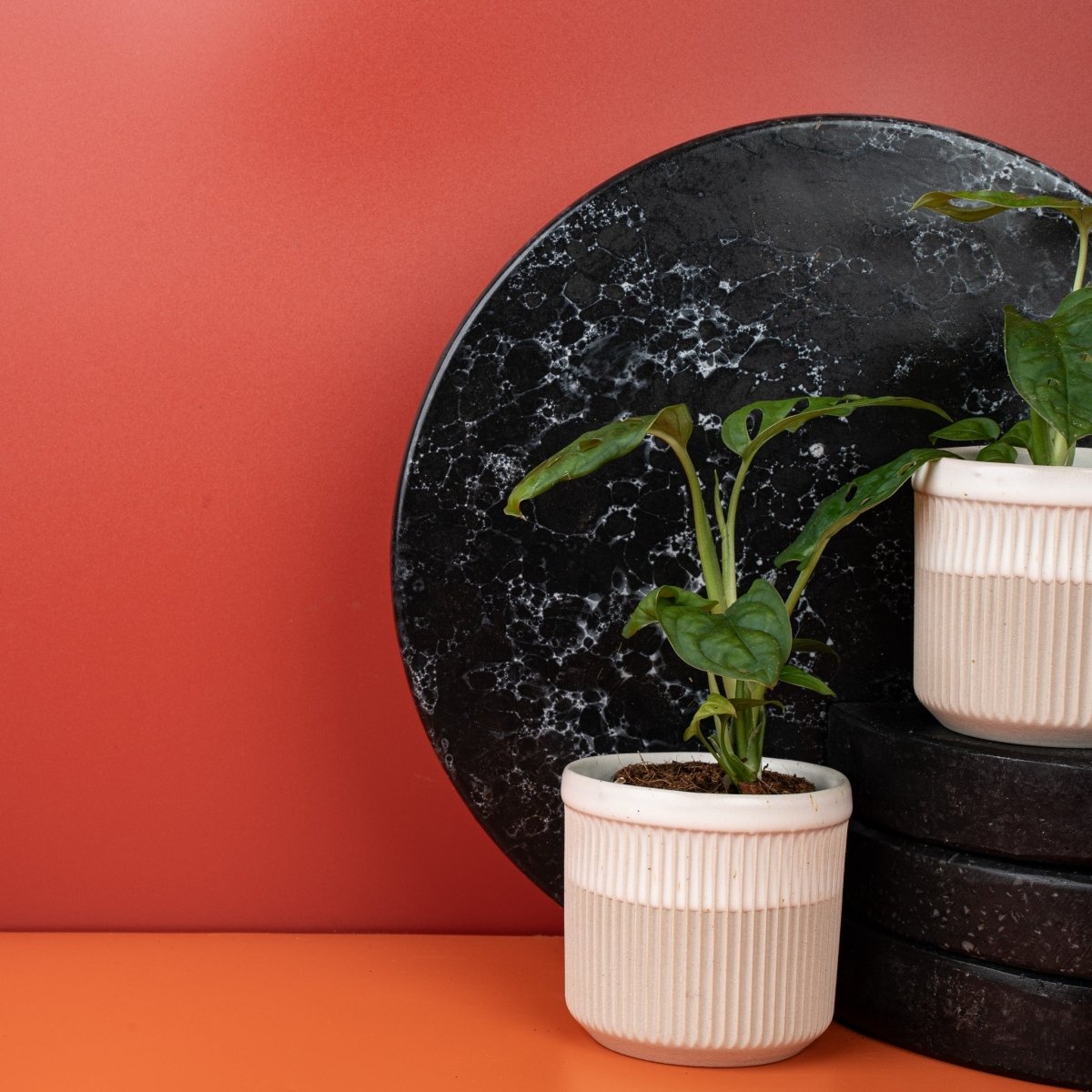 Monstera Esqueleto – Ansicht 6