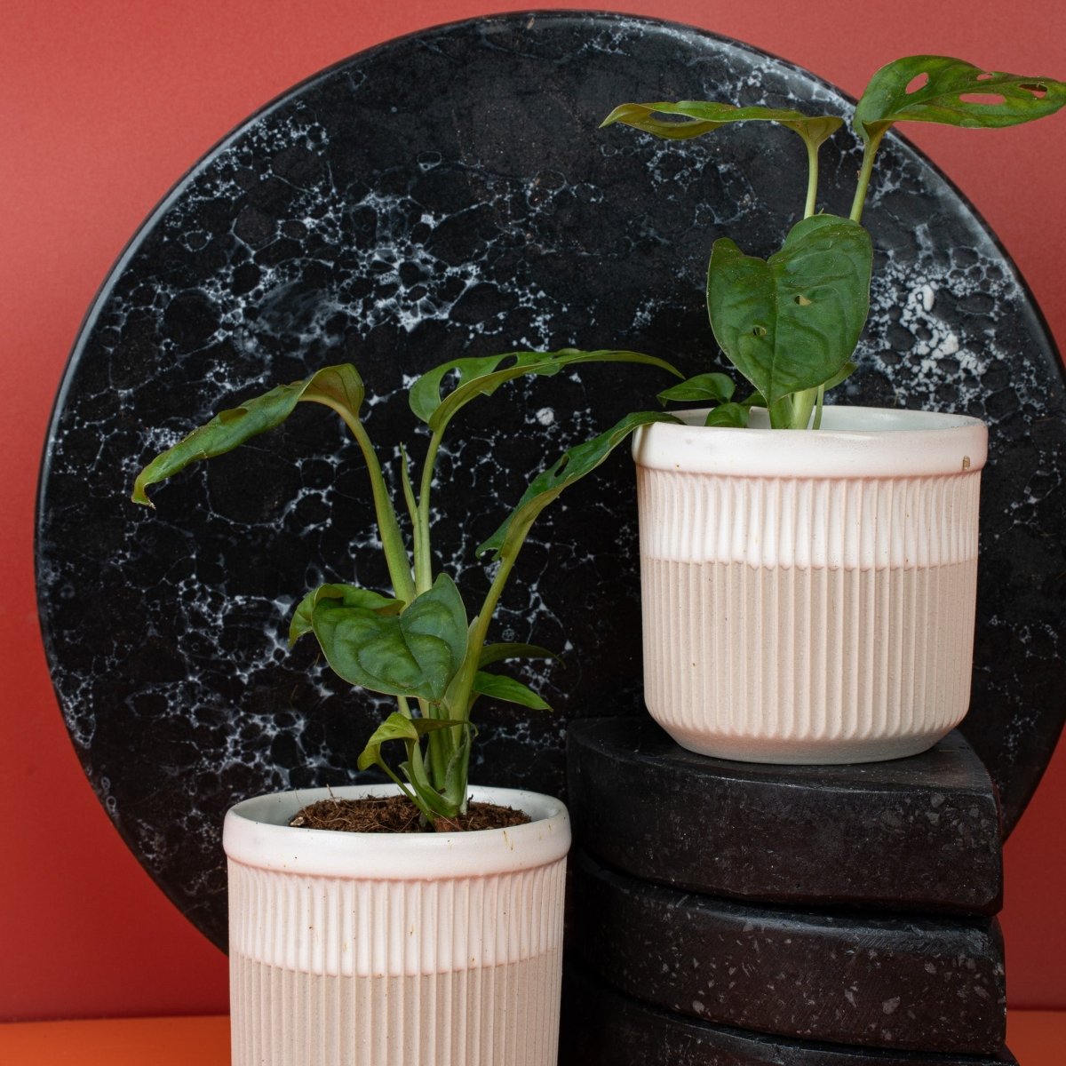 Monstera Esqueleto, kletternder Wuchs im Topf
