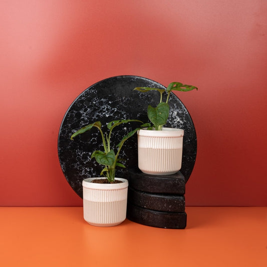 Monstera Esqueleto, große durchbrochene Blätter – potflourri