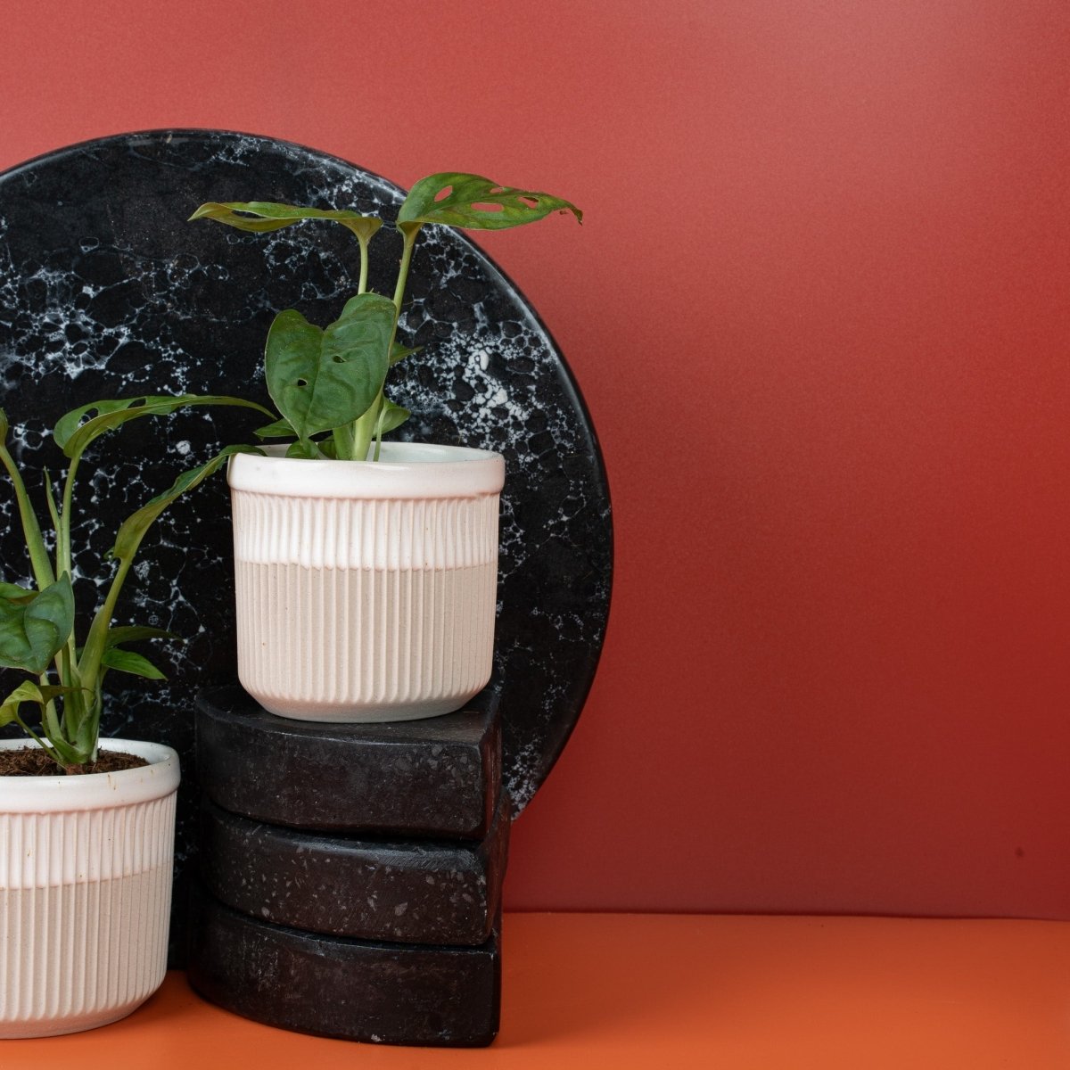 Monstera Esqueleto am Moosstab als Kletterhilfe