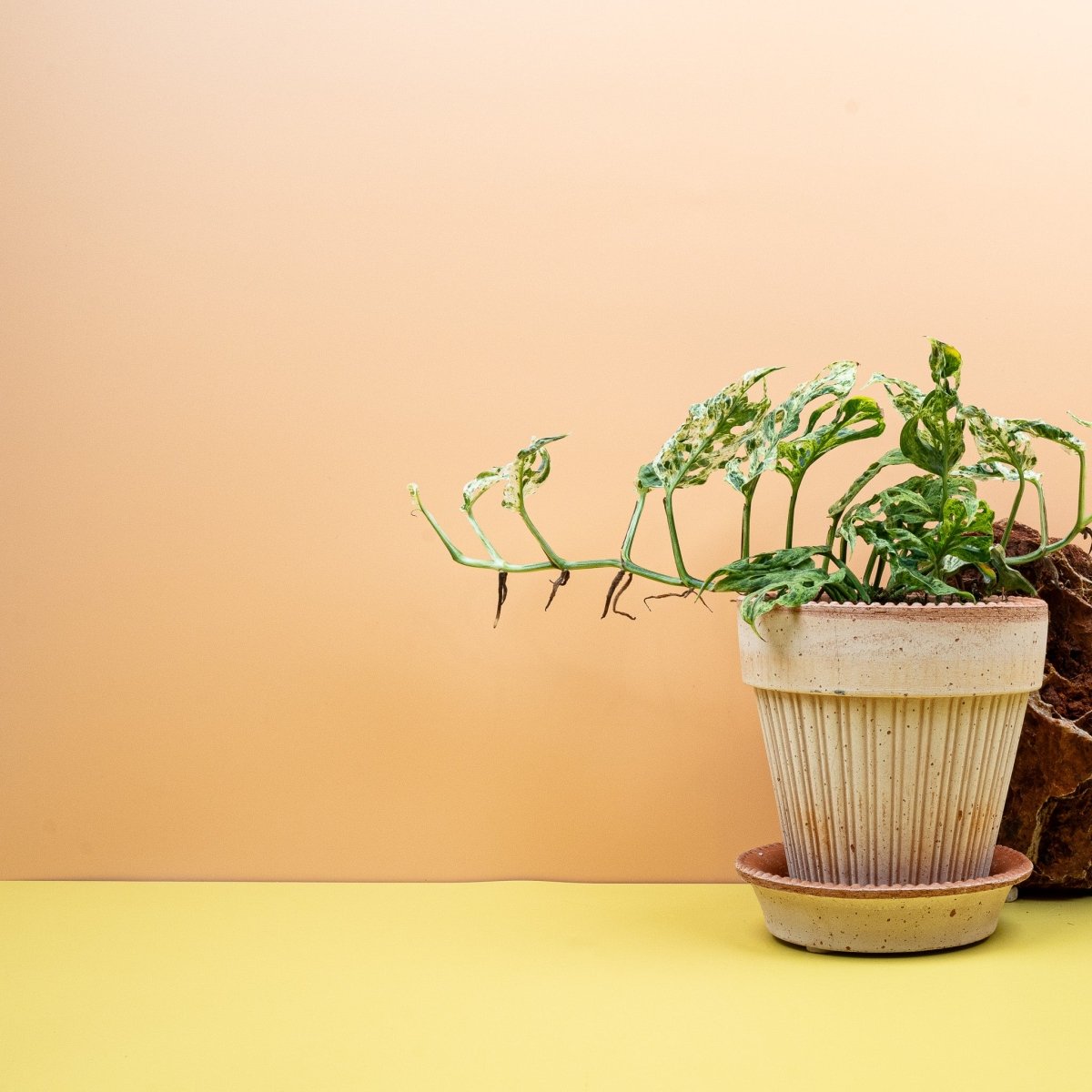 Monstera Frozen Freckles als Kletterpflanze an Rankhilfe