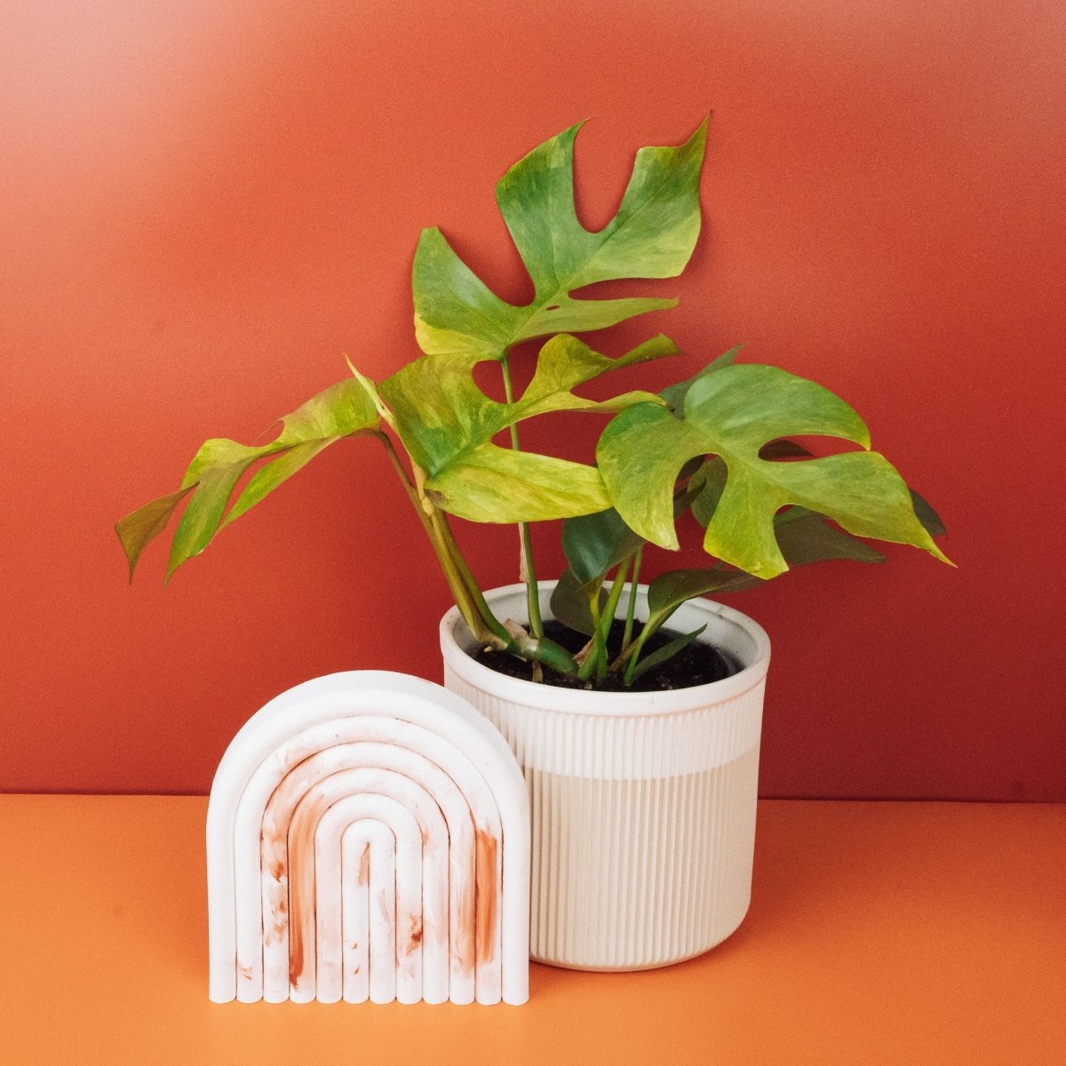 Monstera Minima Variegata an Rankhilfe kultiviert