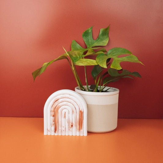 Monstera Minima Variegata, grün-cremeweiße Panaschierung – potflourri