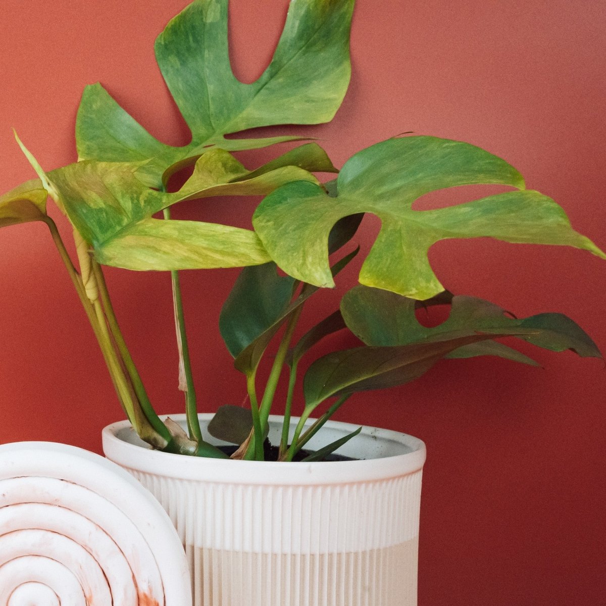 Monstera Minima Variegata, charakteristische Blattfenster