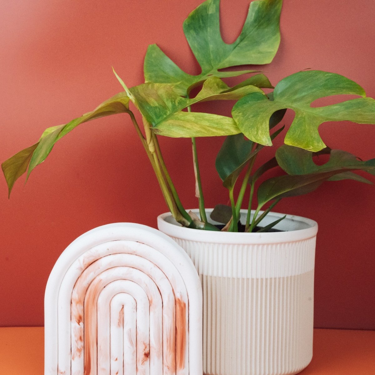 Monstera Minima Variegata mit individuell gemusterten Blättern