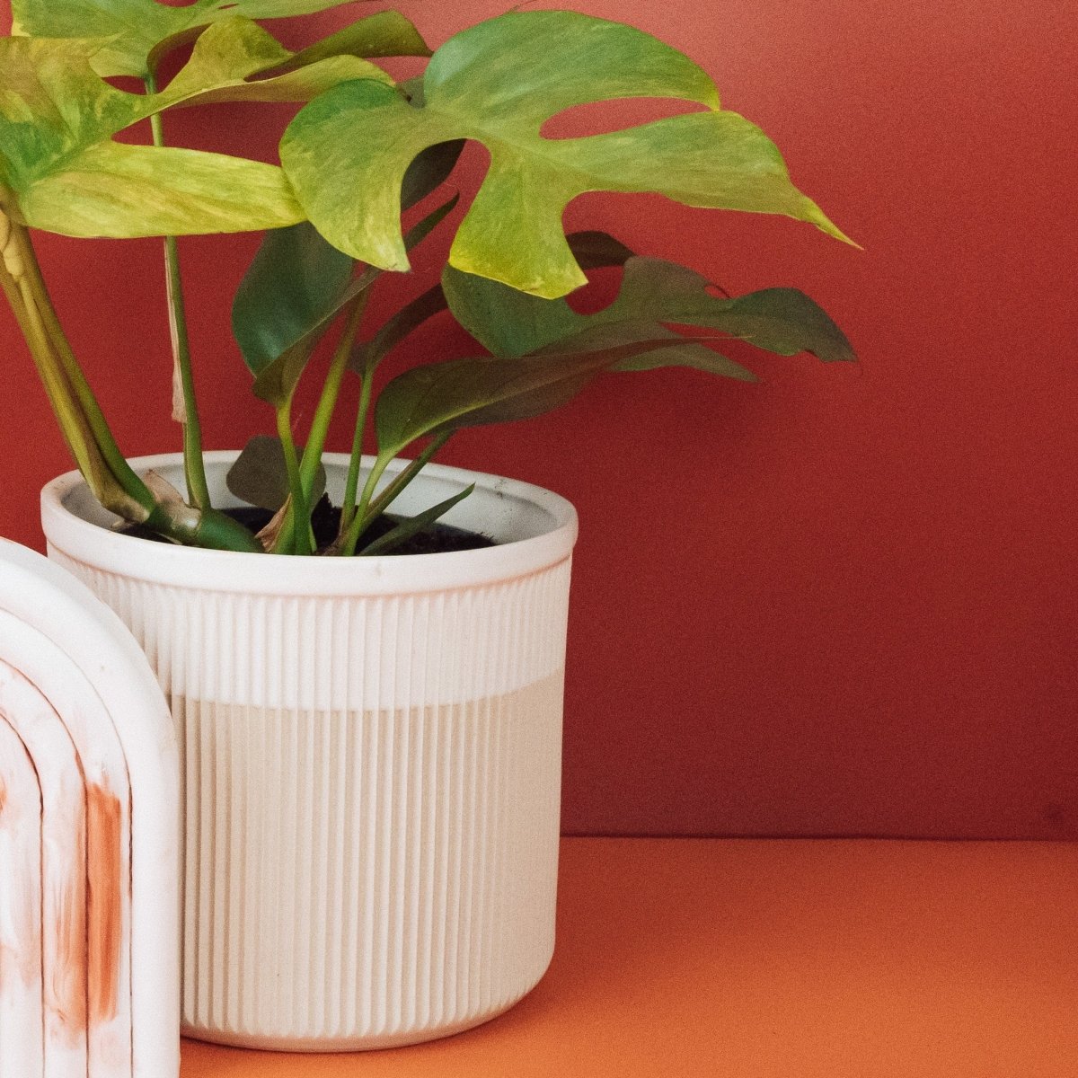 Monstera Minima Variegata, Blattdetail – Ansicht 6