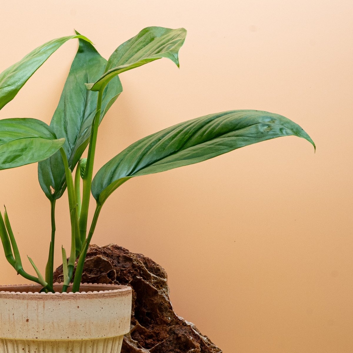 Monstera Obliqua Amazonas im Detail
