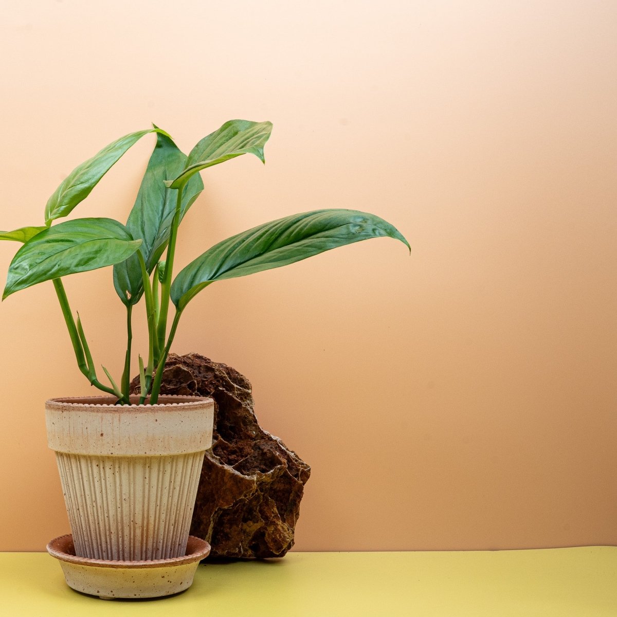 Monstera Obliqua Amazonas, filigrane Blattstruktur