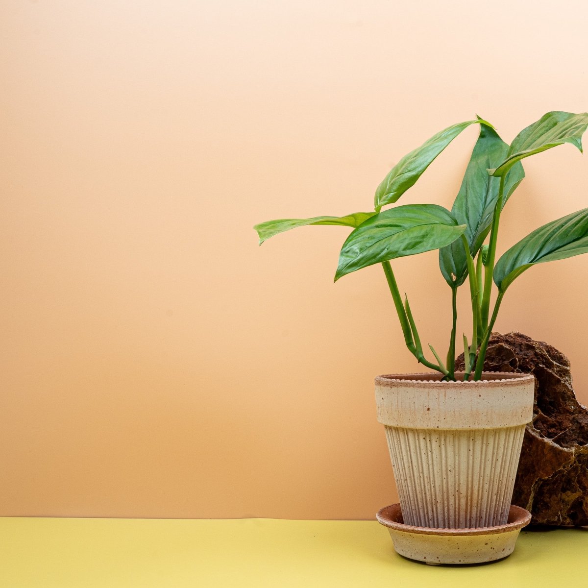 Monstera Obliqua Amazonas, pergamentartige Textur