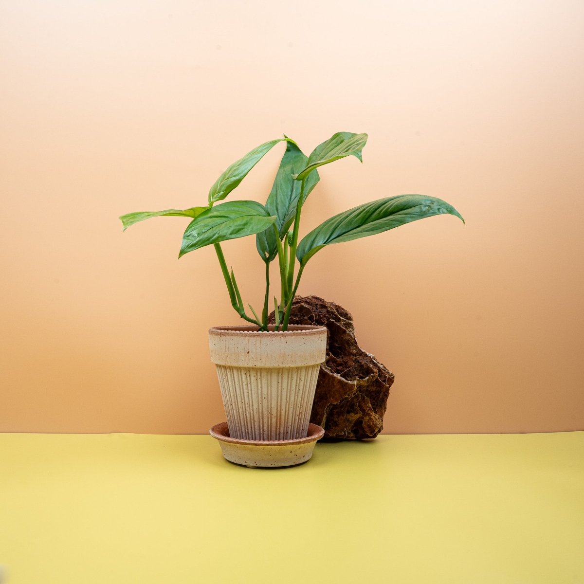 Monstera Obliqua Amazonas, durchlöcherte Blätter – potflourri