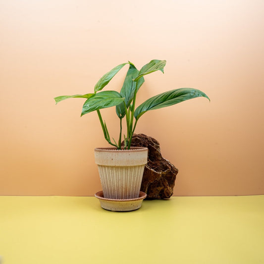 Monstera Obliqua Amazonas, durchlöcherte Blätter – potflourri